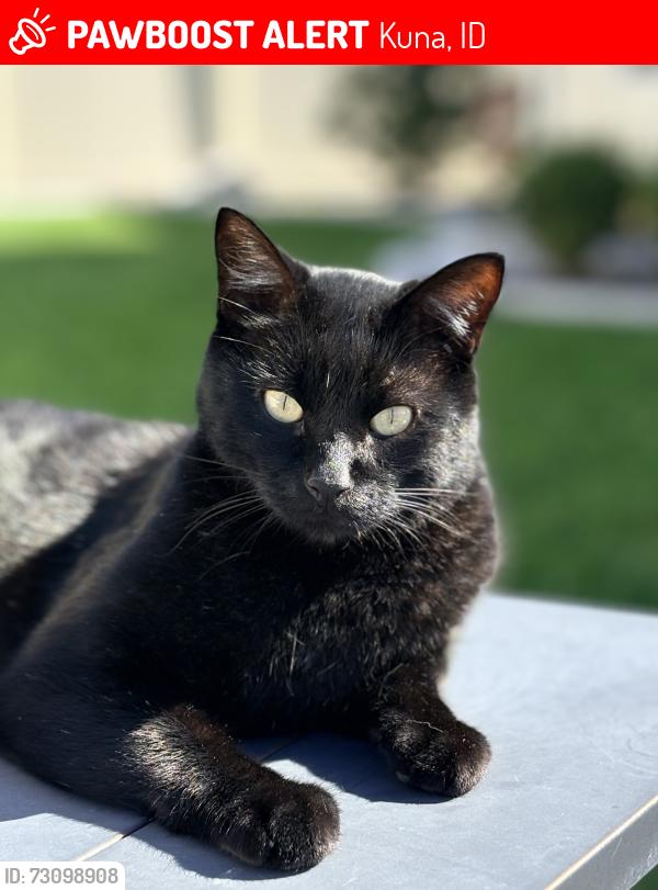 Lost Male Cat last seen Casador neighborhood at Ardell and 10 Mile,, Kuna, ID 83634