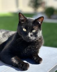 Lost Male Cat last seen Casador neighborhood at Ardell and 10 Mile,, Kuna, ID 83634