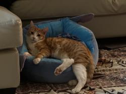 Lost Male Cat last seen Seven hills rd, Kings Langley, NSW 2147