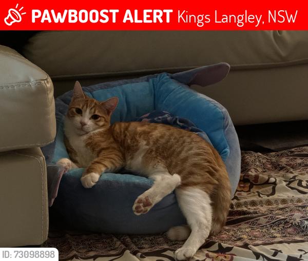 Lost Male Cat last seen Seven hills rd, Kings Langley, NSW 2147