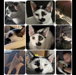 Lost Female Cat last seen Near 1103 Decker St, escaped my catio with sister, sister returned but baby beans is nowhere to be found, El Cajon, CA 92019