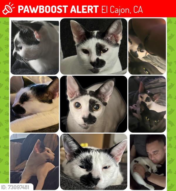 Lost Female Cat last seen Near 1103 Decker St, escaped my catio with sister, sister returned but baby beans is nowhere to be found, El Cajon, CA 92019