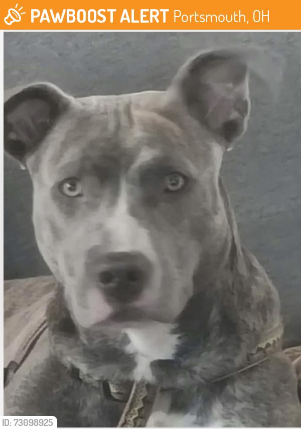 Found/Stray Female Dog last seen Highland Ave, Portsmouth, OH 45662