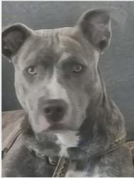 Found/Stray Female Dog last seen Highland Ave, Portsmouth, OH 45662