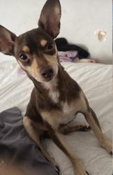 Reunited Male Dog last seen Dallas, TX 75237, USA, Dallas, TX 75237