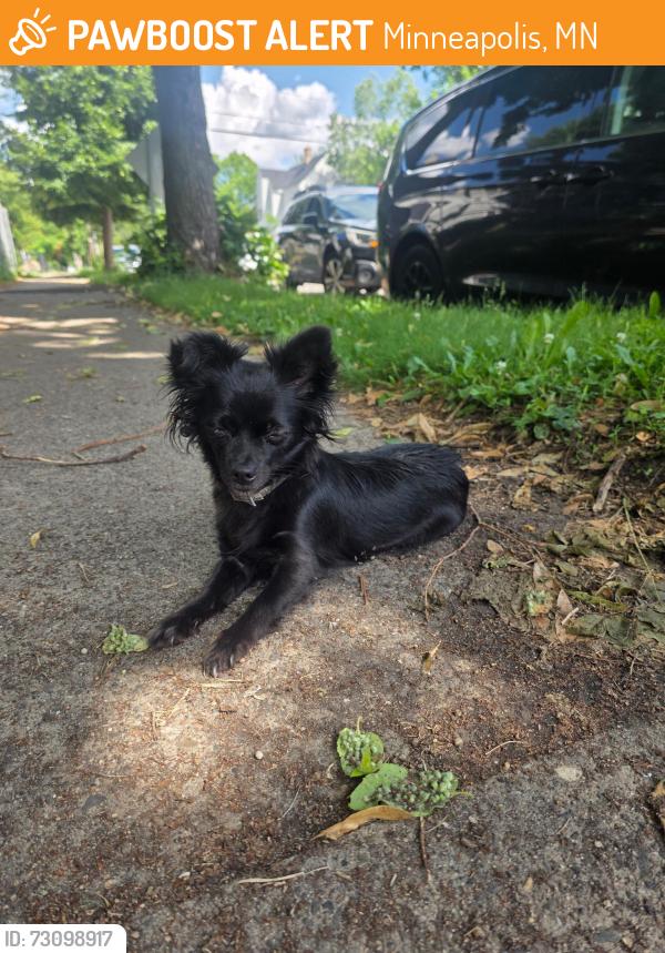 Found/Stray Unknown Dog last seen Near area of 13th Ave s in Minneapolis, Minneapolis, MN 55407