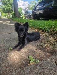 Found/Stray Unknown Dog last seen Near area of 13th Ave s in Minneapolis, Minneapolis, MN 55407