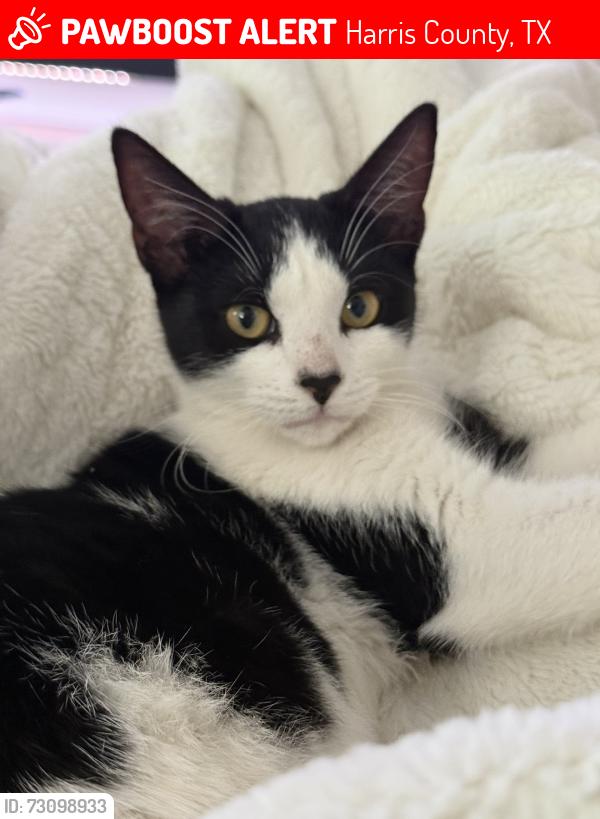 Lost Male Cat last seen Katy, Harris County, TX 77449