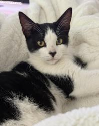 Lost Male Cat last seen Katy, Harris County, TX 77449