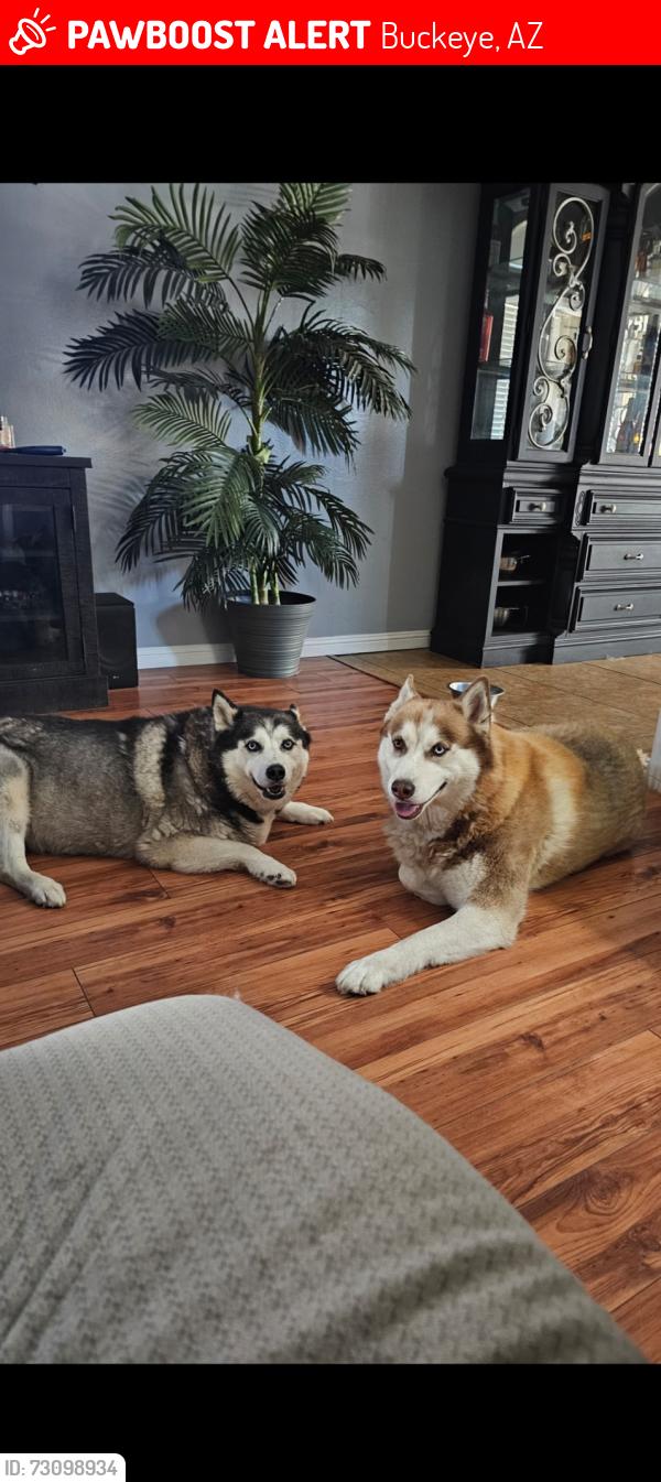 Lost Male Dog last seen Buckeye, Buckeye, AZ 85236