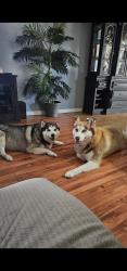 Lost Male Dog last seen Buckeye, Buckeye, AZ 85236