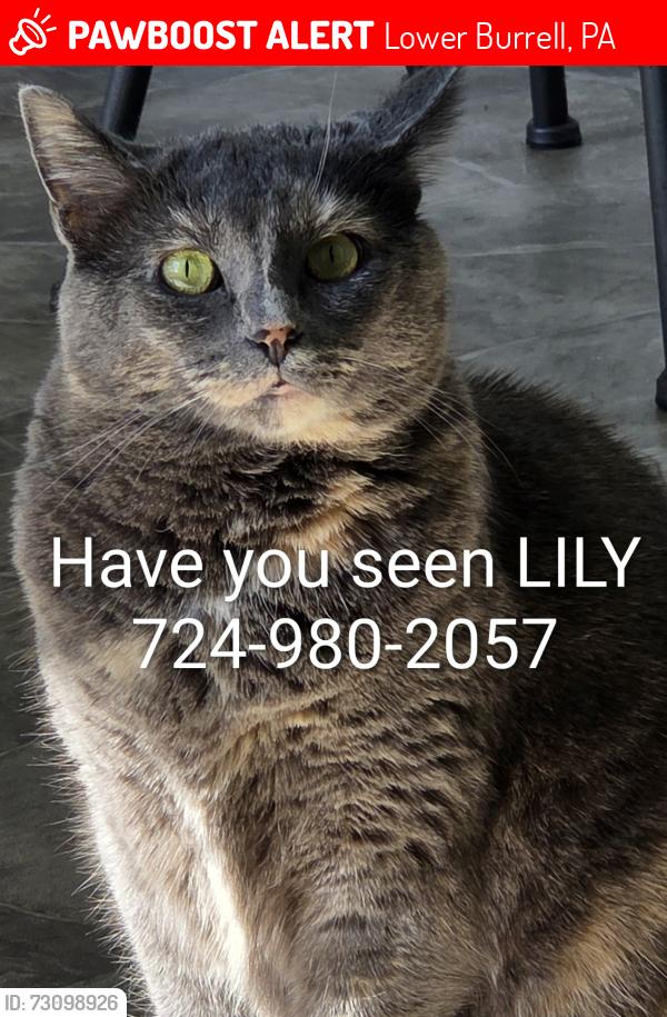 Lost Female Cat last seen dugan way new kensington pa, Lower Burrell, PA 15068