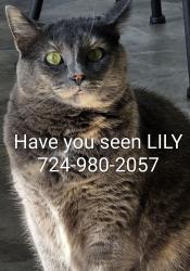Lost Female Cat last seen dugan way new kensington pa, Lower Burrell, PA 15068