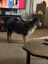 Reunited Unknown Dog last seen 16th and Tripp, West Odessa, TX 79763