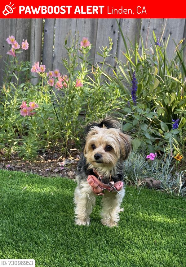Lost Female Dog last seen Baker road, Linden, CA 95236