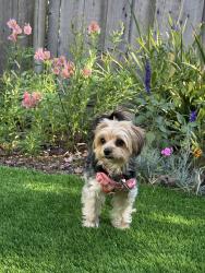 Lost Female Dog last seen Baker road, Linden, CA 95236