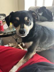 Lost Male Dog last seen Monterey and Flintwell, San Jose, CA 95138