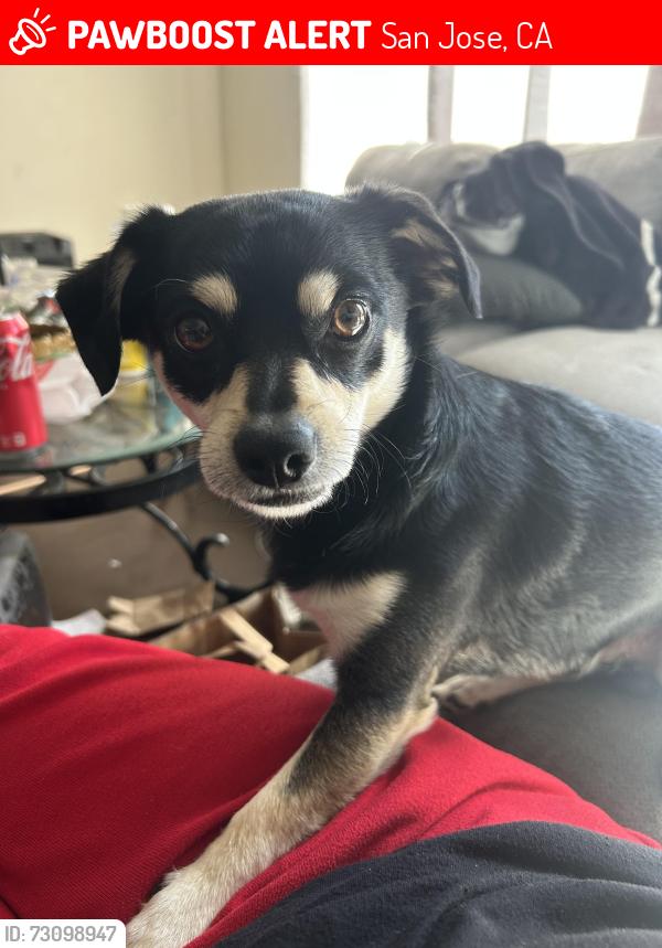 Lost Male Dog last seen Monterey and Flintwell, San Jose, CA 95138