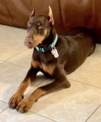 Reunited Male Dog last seen Charles Beall , DeBary, FL 32713