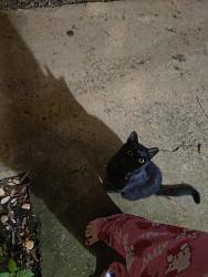 Reunited Unknown Cat last seen Wingate, NC 28174, USA, Wingate, NC 28174