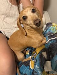 Lost Female Dog last seen Jonathan street & crews street, Macclenny, FL 32063