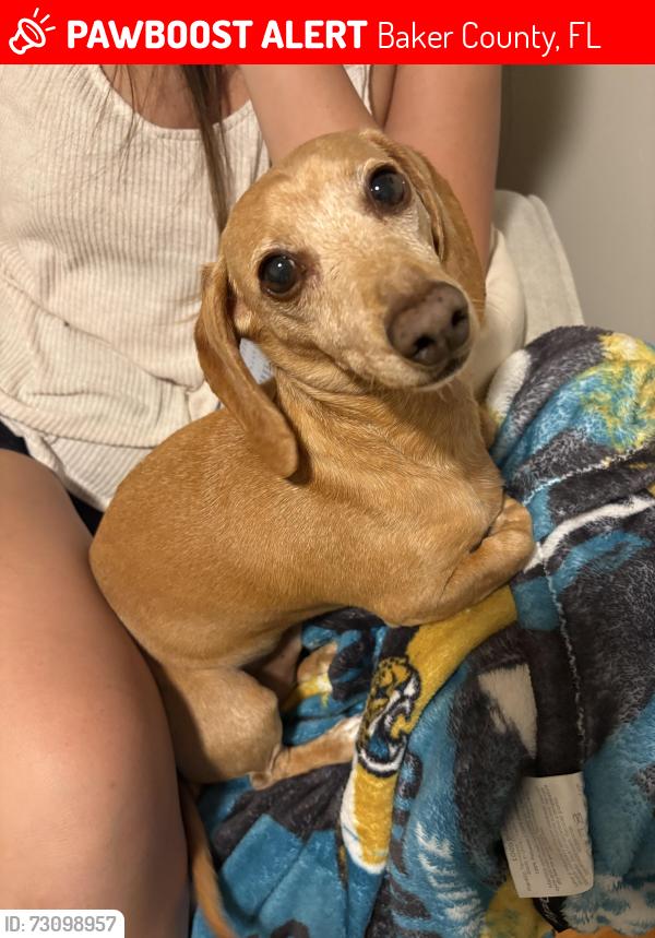Lost Female Dog last seen Jonathan street & crews street, Macclenny, FL 32063