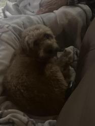 Reunited Female Dog last seen Near Ackerman Place Pompton Lakes NJ 07443, Pompton Lakes, NJ 07442
