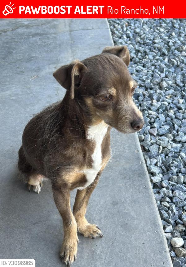 Lost Female Dog last seen 24th and southern, Rio Rancho, NM 87124