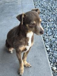 Lost Female Dog last seen 24th and southern, Rio Rancho, NM 87124