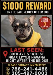 Reunited Female Dog last seen 30th ave and 14th st, Miami, FL 33125