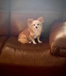 Lost Female Dog last seen Central trace and Leah dr, Montgomery, TX 77316