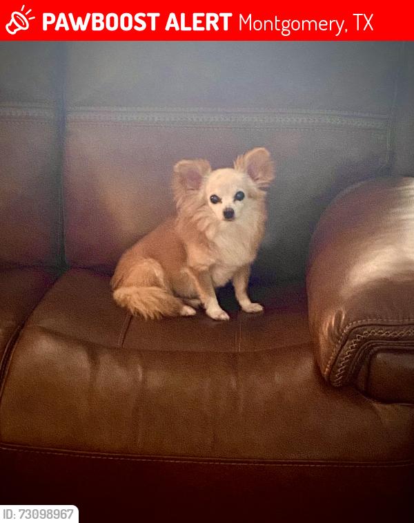 Lost Female Dog last seen Central trace and Leah dr, Montgomery, TX 77316