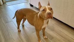 Reunited Female Dog last seen Prairie Lake, Robin Rd, Altamonte Springs, FL 32701