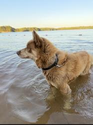 Lost Male Dog last seen Atlanta hwy Cumming Ga, Forsyth County, GA 30040