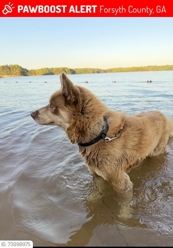 Lost Male Dog last seen Atlanta hwy Cumming Ga, Forsyth County, GA 30040