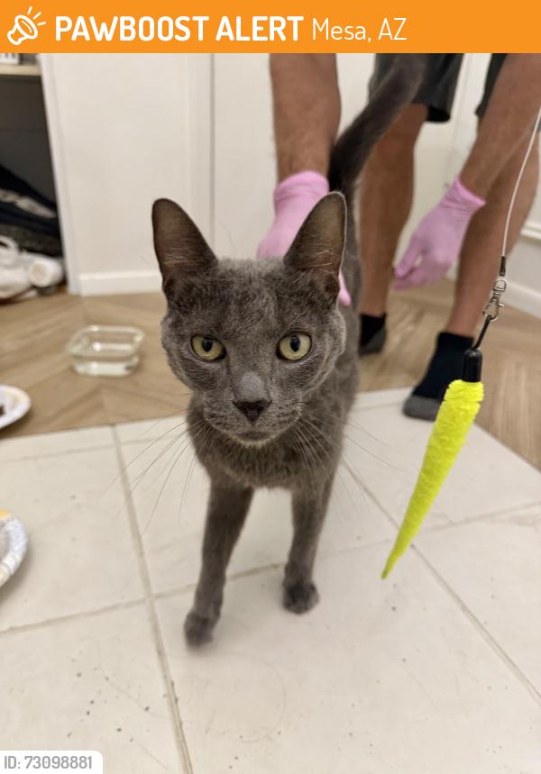 Found/Stray Male Cat last seen Main Street & Ext Rd. by the Landmark wedding venue, Mesa, AZ 85201