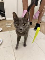 Found/Stray Male Cat last seen Main Street & Ext Rd. by the Landmark wedding venue, Mesa, AZ 85201