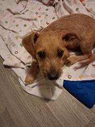 Found/Stray Female Dog last seen Belleire and Boone, Houston, TX 77072