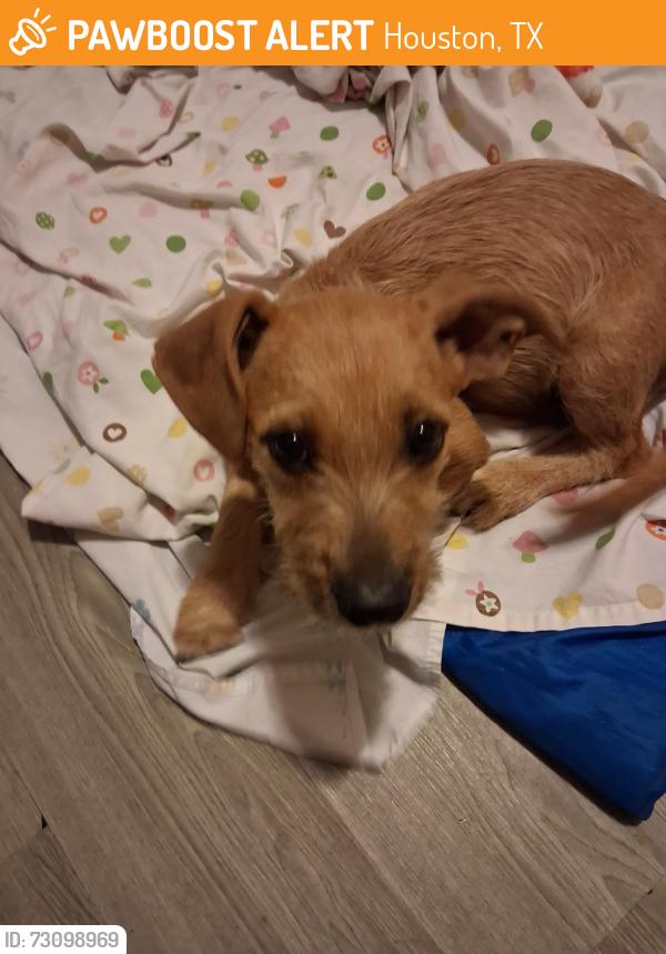 Found/Stray Female Dog last seen Belleire and Boone, Houston, TX 77072