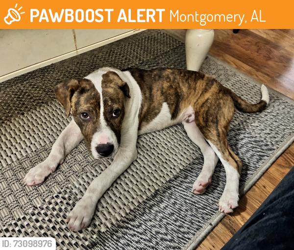 Found/Stray Male Dog last seen Copperfield Drive, Montgomery, AL 36117