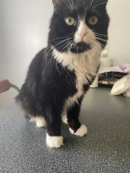 Lost Female Cat last seen Farmington high school, Farmington, CT 06085