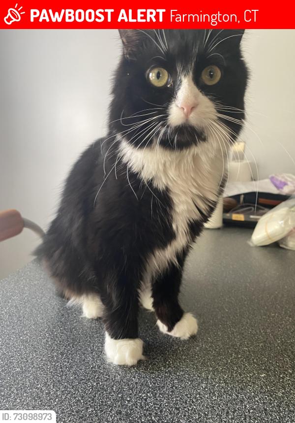 Lost Female Cat last seen Farmington high school, Farmington, CT 06085