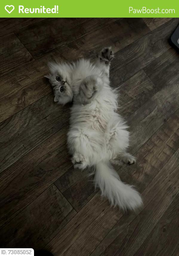 Reunited Male Cat last seen Near Wright Brothers Avenue, Livermore, CA 94551