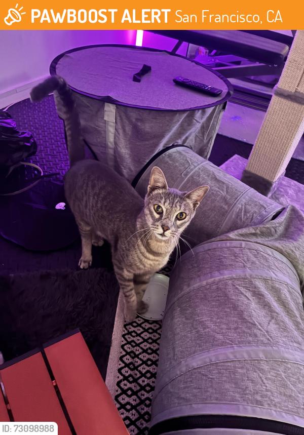 Found/Stray Unknown Cat last seen Near Edinburgh St, San Francisco, CA 94112