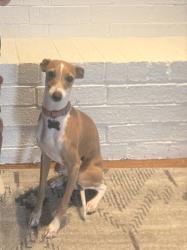 Reunited Male Dog last seen Autumn grove dr & haslemere ln - the grove, Edmond, OK 73012