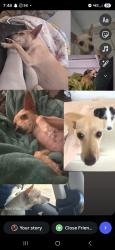 Lost Female Dog last seen Valencia neighborhood, Santa Teresa, NM 88008