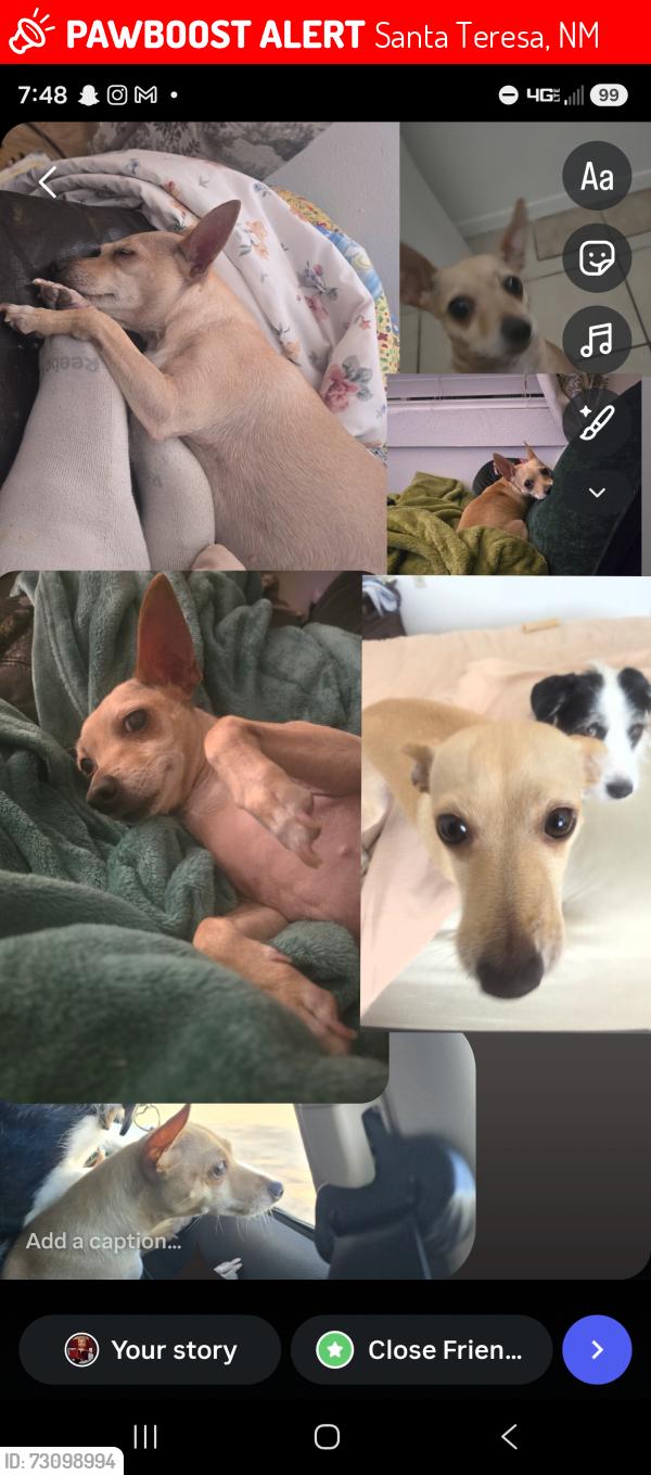 Lost Female Dog last seen Valencia neighborhood, Santa Teresa, NM 88008