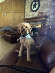 Lost Male Dog last seen Home, Pinehurst, TX 77362