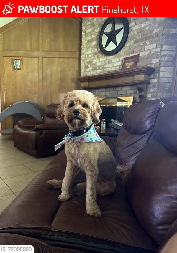 Lost Male Dog last seen Home, Pinehurst, TX 77362