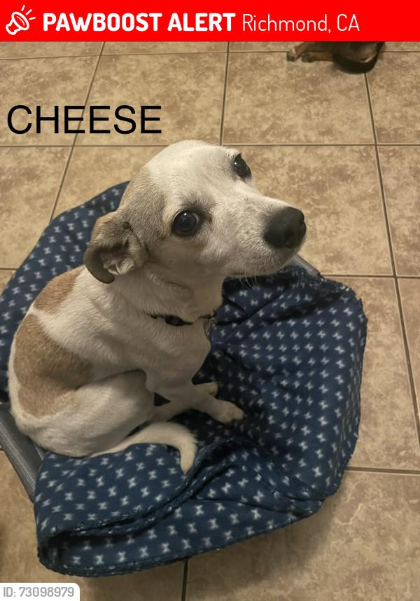 Lost Male Dog last seen Barret and Nevin ave, Richmond, CA 94801